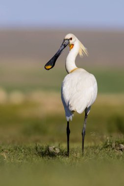 Beyaz büyük bir ot. Yeşil mavi doğa habitat arka plan. Ot: Avrasya Kaşıkçı. Platalea leucorodia.