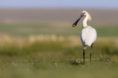 Beyaz büyük bir ot. Yeşil mavi doğa habitat arka plan. Ot: Avrasya Kaşıkçı. Platalea leucorodia.