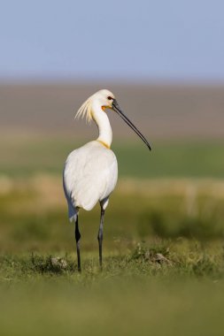 Beyaz büyük bir ot. Yeşil mavi doğa habitat arka plan. Ot: Avrasya Kaşıkçı. Platalea leucorodia.