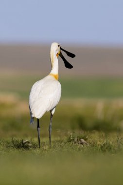 Beyaz büyük bir ot. Yeşil mavi doğa habitat arka plan. Ot: Avrasya Kaşıkçı. Platalea leucorodia.