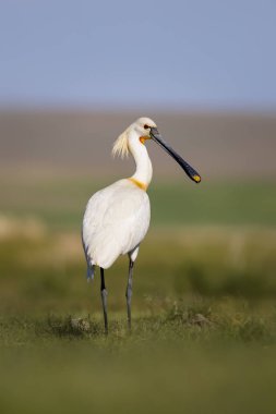 Beyaz büyük bir ot. Yeşil mavi doğa habitat arka plan. Ot: Avrasya Kaşıkçı. Platalea leucorodia.