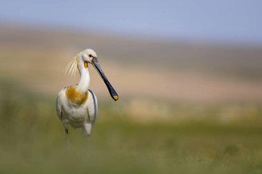 Beyaz büyük bir ot. Yeşil mavi doğa habitat arka plan. Ot: Avrasya Kaşıkçı. Platalea leucorodia.