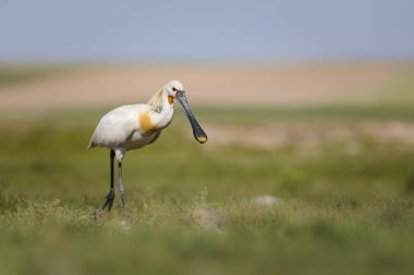 Beyaz büyük bir ot. Yeşil mavi doğa habitat arka plan. Ot: Avrasya Kaşıkçı. Platalea leucorodia.