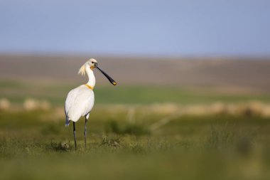 Beyaz büyük bir ot. Yeşil mavi doğa habitat arka plan. Ot: Avrasya Kaşıkçı. Platalea leucorodia.
