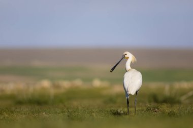 Beyaz büyük bir ot. Yeşil mavi doğa habitat arka plan. Ot: Avrasya Kaşıkçı. Platalea leucorodia.
