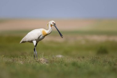 Beyaz büyük bir ot. Yeşil mavi doğa habitat arka plan. Ot: Avrasya Kaşıkçı. Platalea leucorodia.