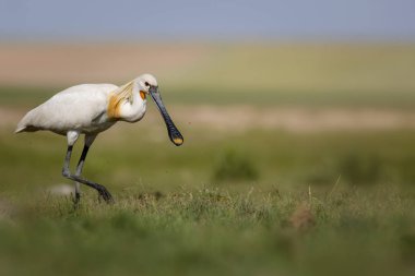 Beyaz büyük bir ot. Yeşil mavi doğa habitat arka plan. Ot: Avrasya Kaşıkçı. Platalea leucorodia.