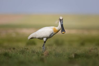 Beyaz büyük bir ot. Yeşil mavi doğa habitat arka plan. Ot: Avrasya Kaşıkçı. Platalea leucorodia.
