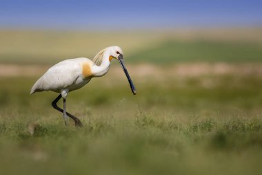 Beyaz büyük bir ot. Yeşil mavi doğa habitat arka plan. Ot: Avrasya Kaşıkçı. Platalea leucorodia.