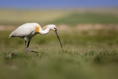 Beyaz büyük bir ot. Yeşil mavi doğa habitat arka plan. Ot: Avrasya Kaşıkçı. Platalea leucorodia.