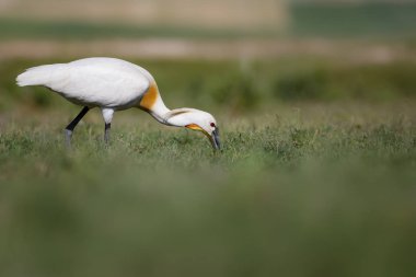 Beyaz büyük bir ot. Yeşil mavi doğa habitat arka plan. Ot: Avrasya Kaşıkçı. Platalea leucorodia.