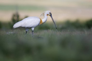 Beyaz büyük bir ot. Yeşil mavi doğa habitat arka plan. Ot: Avrasya Kaşıkçı. Platalea leucorodia.