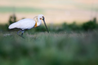 Beyaz büyük bir ot. Yeşil mavi doğa habitat arka plan. Ot: Avrasya Kaşıkçı. Platalea leucorodia.