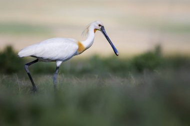 Beyaz büyük bir ot. Yeşil mavi doğa habitat arka plan. Ot: Avrasya Kaşıkçı. Platalea leucorodia.