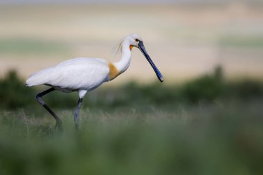 Beyaz büyük bir ot. Yeşil mavi doğa habitat arka plan. Ot: Avrasya Kaşıkçı. Platalea leucorodia.
