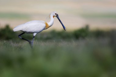 Beyaz büyük bir ot. Yeşil mavi doğa habitat arka plan. Ot: Avrasya Kaşıkçı. Platalea leucorodia.