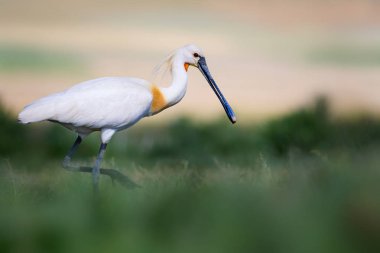 Beyaz büyük bir ot. Yeşil mavi doğa habitat arka plan. Ot: Avrasya Kaşıkçı. Platalea leucorodia.