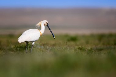 Beyaz büyük bir ot. Yeşil mavi doğa habitat arka plan. Ot: Avrasya Kaşıkçı. Platalea leucorodia.