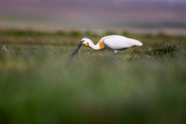 Beyaz büyük bir ot. Yeşil mavi doğa habitat arka plan. Ot: Avrasya Kaşıkçı. Platalea leucorodia.