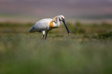 Beyaz büyük bir ot. Yeşil mavi doğa habitat arka plan. Ot: Avrasya Kaşıkçı. Platalea leucorodia.