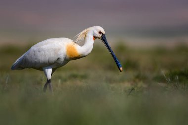 Beyaz büyük bir ot. Yeşil mavi doğa habitat arka plan. Ot: Avrasya Kaşıkçı. Platalea leucorodia.