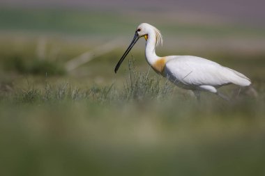 Beyaz büyük bir ot. Yeşil mavi doğa habitat arka plan. Ot: Avrasya Kaşıkçı. Platalea leucorodia.