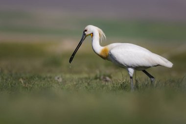 Beyaz büyük bir ot. Yeşil mavi doğa habitat arka plan. Ot: Avrasya Kaşıkçı. Platalea leucorodia.