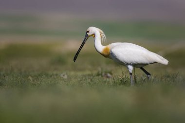 Beyaz büyük bir ot. Yeşil mavi doğa habitat arka plan. Ot: Avrasya Kaşıkçı. Platalea leucorodia.