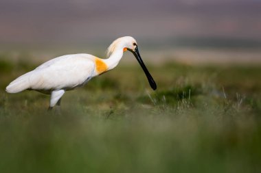 Beyaz büyük bir ot. Yeşil mavi doğa habitat arka plan. Ot: Avrasya Kaşıkçı. Platalea leucorodia.