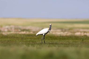 Beyaz büyük bir ot. Yeşil mavi doğa habitat arka plan. Ot: Avrasya Kaşıkçı. Platalea leucorodia.