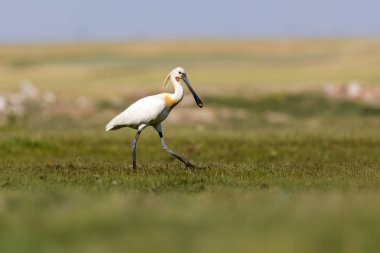Beyaz büyük bir ot. Yeşil mavi doğa habitat arka plan. Ot: Avrasya Kaşıkçı. Platalea leucorodia.