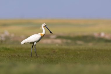 Beyaz büyük bir ot. Yeşil mavi doğa habitat arka plan. Ot: Avrasya Kaşıkçı. Platalea leucorodia.