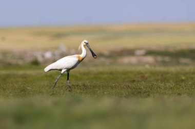 Beyaz büyük bir ot. Yeşil mavi doğa habitat arka plan. Ot: Avrasya Kaşıkçı. Platalea leucorodia.