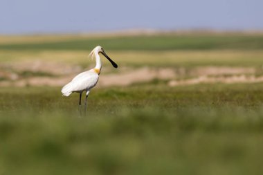 Beyaz büyük bir ot. Yeşil mavi doğa habitat arka plan. Ot: Avrasya Kaşıkçı. Platalea leucorodia.