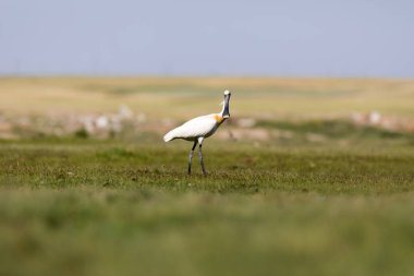 Beyaz büyük bir ot. Yeşil mavi doğa habitat arka plan. Ot: Avrasya Kaşıkçı. Platalea leucorodia.