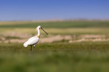 Beyaz büyük bir ot. Yeşil mavi doğa habitat arka plan. Ot: Avrasya Kaşıkçı. Platalea leucorodia.
