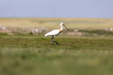 Beyaz büyük bir ot. Yeşil mavi doğa habitat arka plan. Ot: Avrasya Kaşıkçı. Platalea leucorodia.