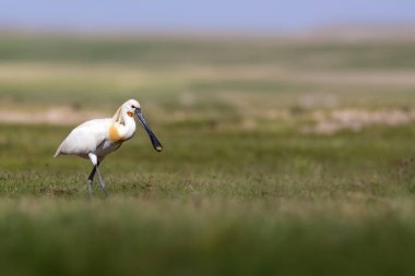 Beyaz büyük bir ot. Yeşil mavi doğa habitat arka plan. Ot: Avrasya Kaşıkçı. Platalea leucorodia.