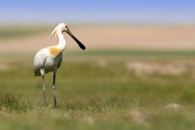 Beyaz büyük bir ot. Yeşil mavi doğa habitat arka plan. Ot: Avrasya Kaşıkçı. Platalea leucorodia.
