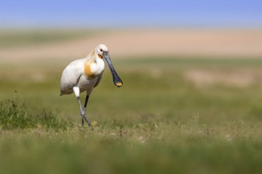 Beyaz büyük bir ot. Yeşil mavi doğa habitat arka plan. Ot: Avrasya Kaşıkçı. Platalea leucorodia.