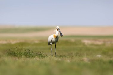 Beyaz büyük bir ot. Yeşil mavi doğa habitat arka plan. Ot: Avrasya Kaşıkçı. Platalea leucorodia.