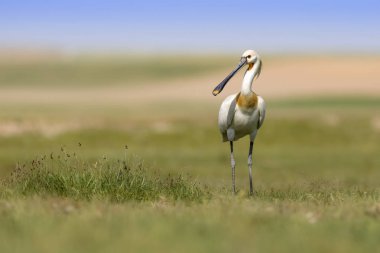 Beyaz büyük bir ot. Yeşil mavi doğa habitat arka plan. Ot: Avrasya Kaşıkçı. Platalea leucorodia.