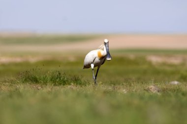 Beyaz büyük bir ot. Yeşil mavi doğa habitat arka plan. Ot: Avrasya Kaşıkçı. Platalea leucorodia.