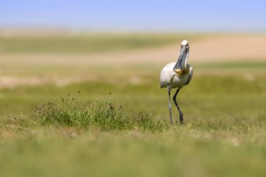 Beyaz büyük bir ot. Yeşil mavi doğa habitat arka plan. Ot: Avrasya Kaşıkçı. Platalea leucorodia.