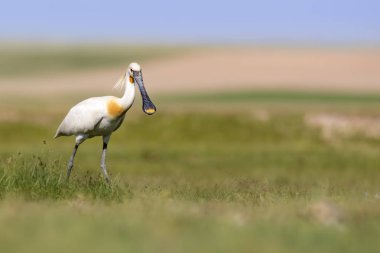 Beyaz büyük bir ot. Yeşil mavi doğa habitat arka plan. Ot: Avrasya Kaşıkçı. Platalea leucorodia.