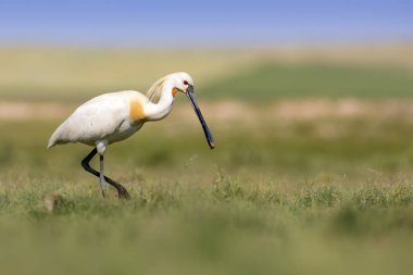 Beyaz büyük bir ot. Yeşil mavi doğa habitat arka plan. Ot: Avrasya Kaşıkçı. Platalea leucorodia.