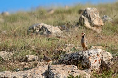 Doğa ve Keklik. Ortak kuş: Chukar Keklik. Alectoris chukar. Doğa habitat arka plan. 