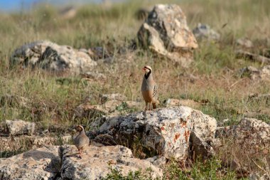 Doğa ve Keklik. Ortak kuş: Chukar Keklik. Alectoris chukar. Doğa habitat arka plan. 