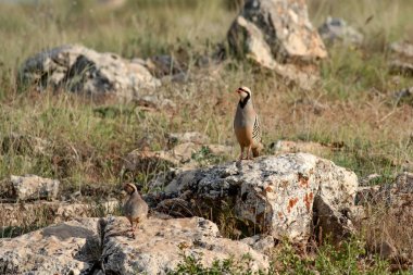Doğa ve Keklik. Ortak kuş: Chukar Keklik. Alectoris chukar. Doğa habitat arka plan. 