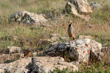 Doğa ve Keklik. Ortak kuş: Chukar Keklik. Alectoris chukar. Doğa habitat arka plan. 